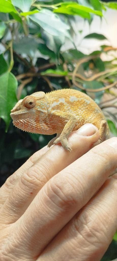 Furcifer pardalis kaufen Deutschland