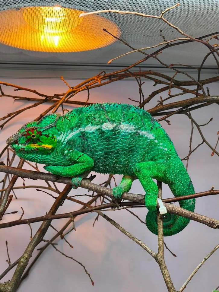 Furcifer pardalis kaufen