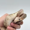 Pewter Clown Ball Python