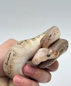 Pewter Clown Ball Python