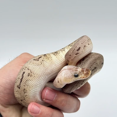 Pewter Clown Ball Python