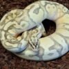 Carpet Python kaufen