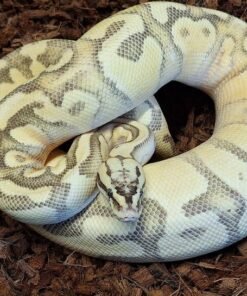 Carpet Python kaufen