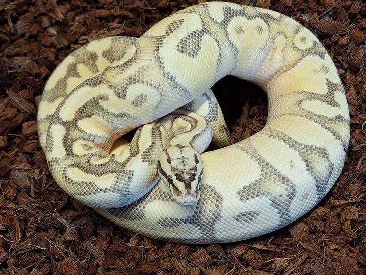Pastel Enchi YB Fire OD Blaze het Clown Ball Python