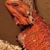 Bartagame kaufen