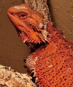 Bartagame kaufen