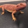 Red Monster Leatherback Bartagame kaufen