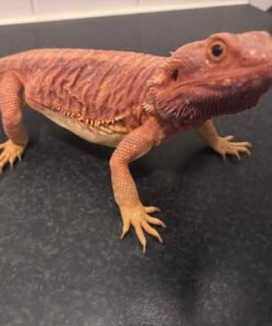 Red Monster Leatherback Bartagame kaufen