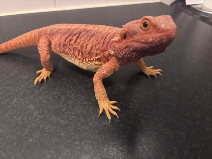 Red Monster Leatherback Bartagame kaufen
