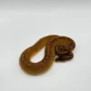 Sunset Het Ultramel Ball Python