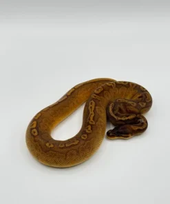 Sunset Het Ultramel Ball Python