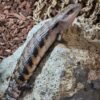 Tiliqua scincoides intermedia kaufen