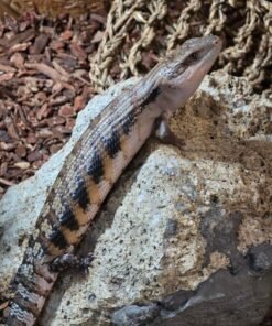 Tiliqua scincoides intermedia kaufen