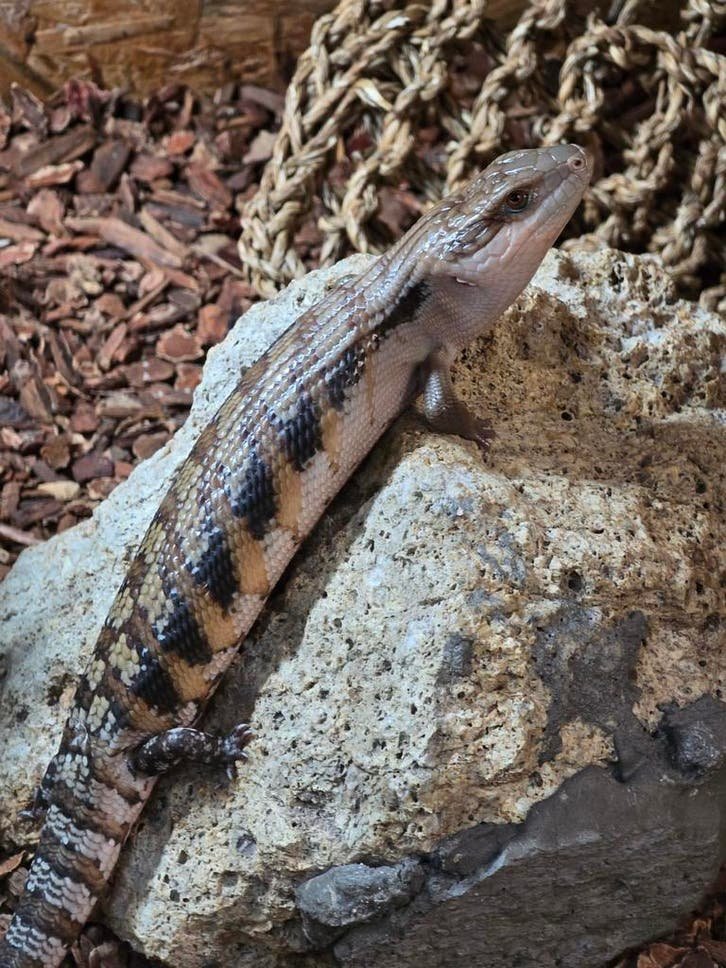 Tiliqua scincoides intermedia kaufen