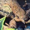 Varanus acanthurus kaufen