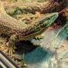 Varanus acanthurus kaufen