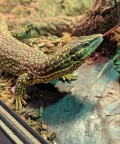 Varanus acanthurus kaufen