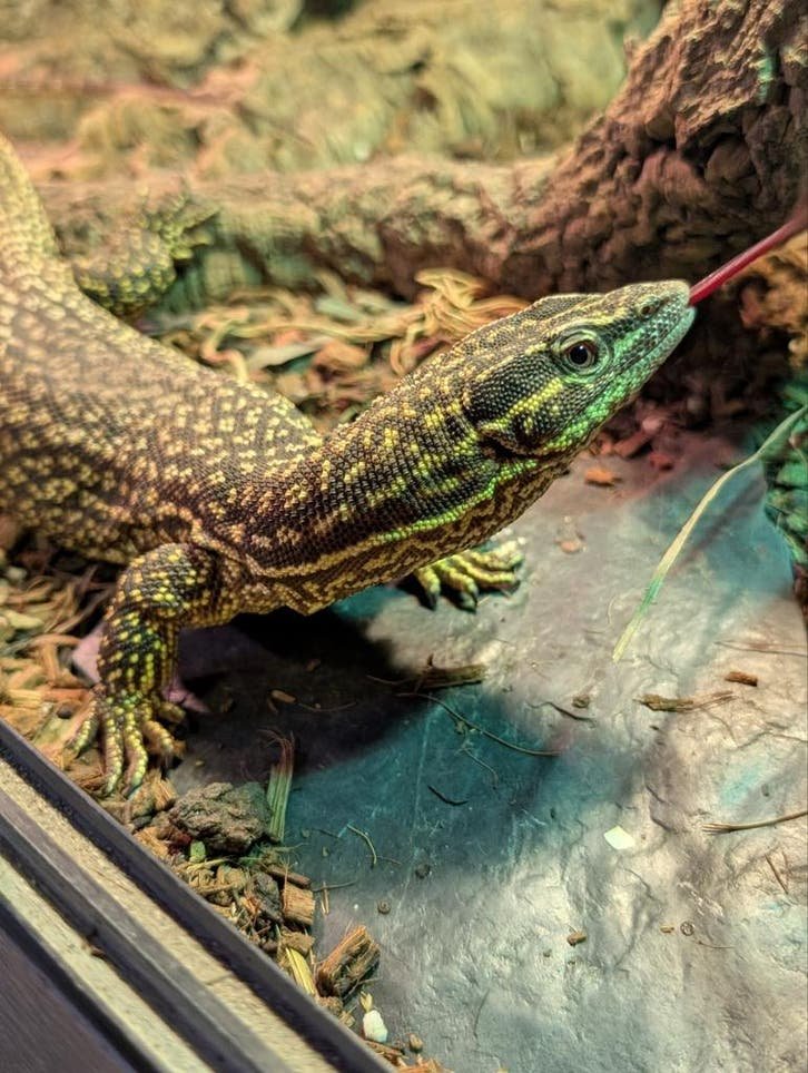 Varanus acanthurus kaufen