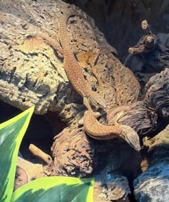 Varanus acanthurus kaufen