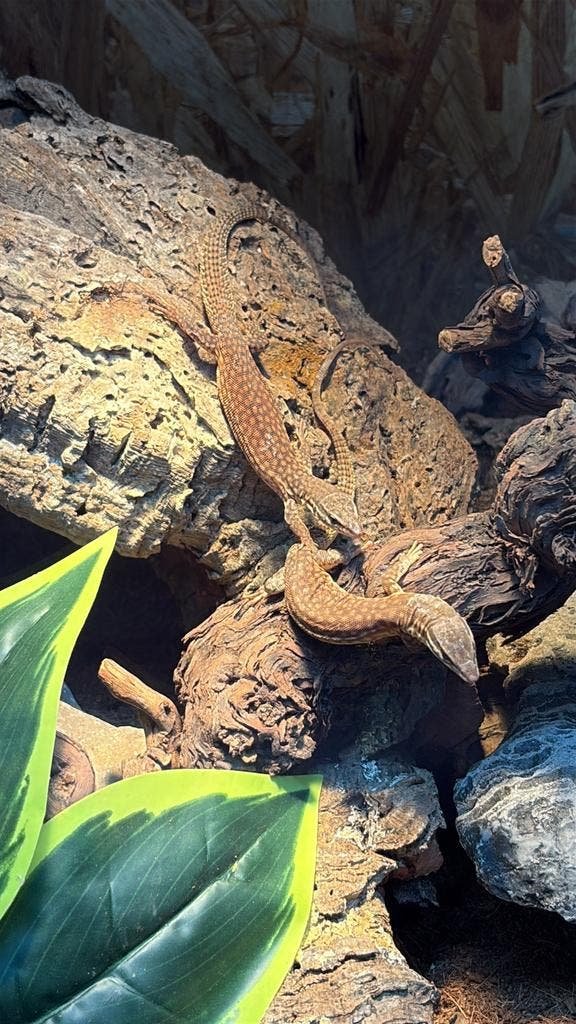Varanus acanthurus kaufen