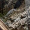 Varanus doreanus kaufen