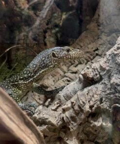 Varanus doreanus kaufen