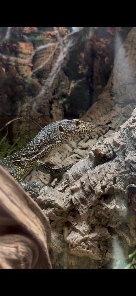 Varanus doreanus kaufen