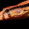 Varanus dumerilii kaufen