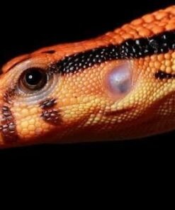 Varanus dumerilii kaufen