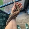 Varanus glauerti kaufen