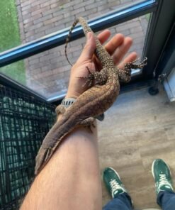 Varanus glauerti kaufen
