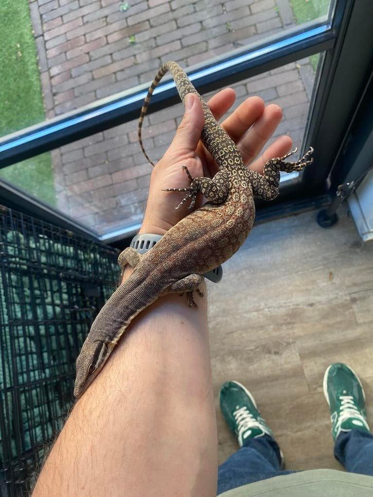 Varanus glauerti kaufen