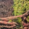 Varanus rudicollis kaufen