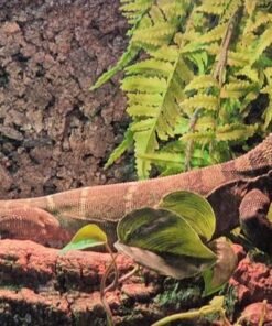 Varanus rudicollis kaufen