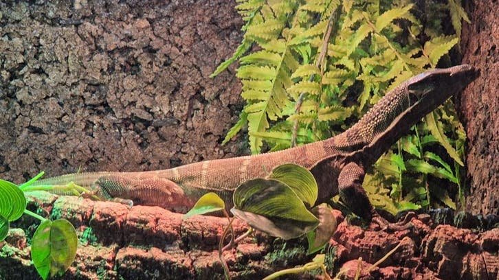 Varanus rudicollis kaufen