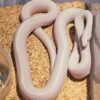 Scaleless Snow Tessera Kornnatter kaufen