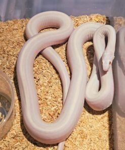 Scaleless Snow Tessera Kornnatter kaufen