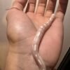 Albino Snow Corn Snake