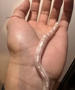 Albino Snow Corn Snake