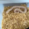 Yeti Hognose kaufen Deutschland 2025