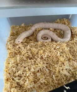 Yeti Hognose kaufen Deutschland 2025