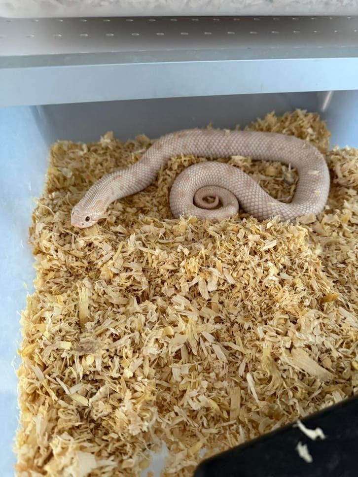 Yeti Hognose kaufen Deutschland 2025