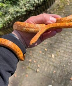 Hypo Okeetee Het Palmetto Corn Snake