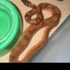 Hypo Leopard Boa Constrictor