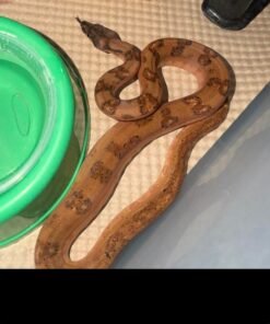 Hypo Leopard Boa Constrictor