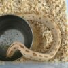 Toffeeconda Hognose Snake Paar