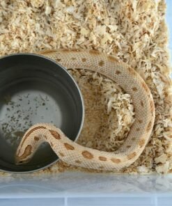 Toffeeconda Hognose Snake Paar