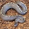 Ball Python kaufen