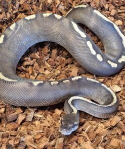 Ball Python kaufen