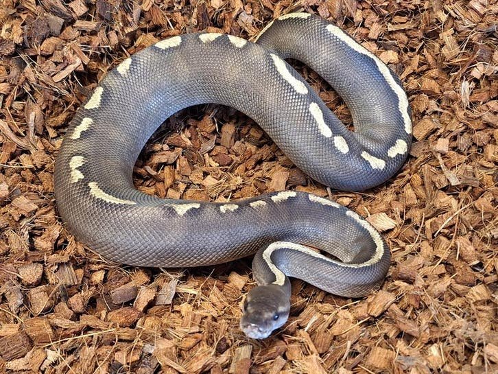 Ball Python kaufen